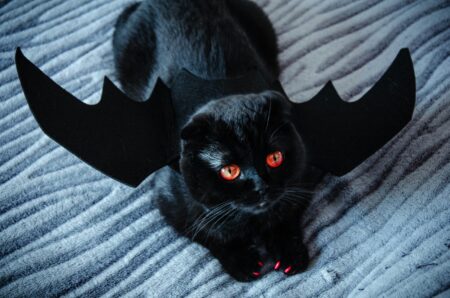 cat costume