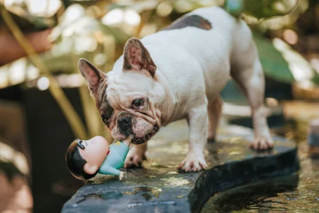 Best Dog Toys and Collectibles From Around the World: The Ultimate 2026 Guide Best Dog Toys