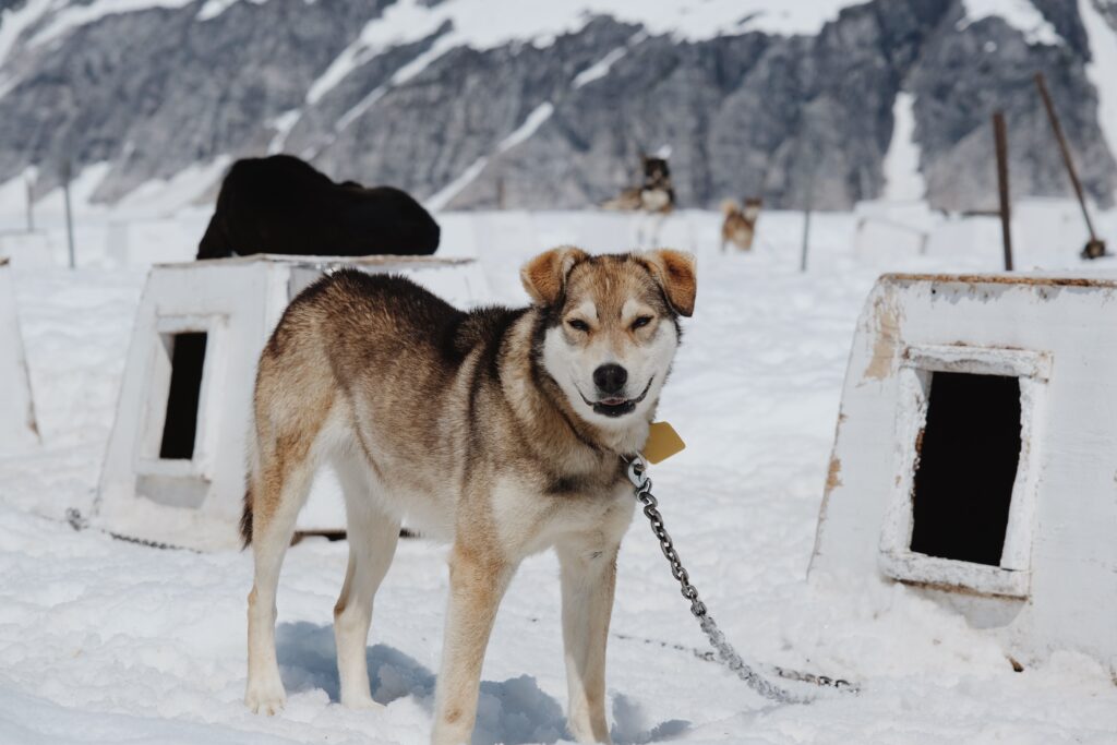 How to Keep an Outdoor Dog House Warm in Winter: 2026 Rules