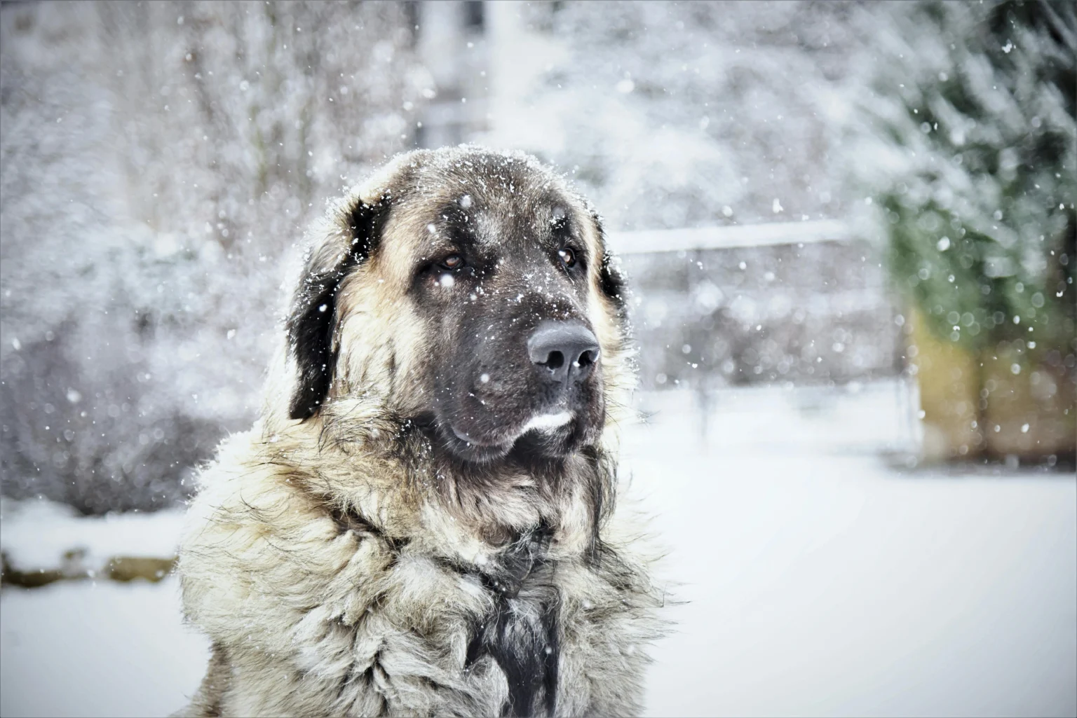 How to Keep an Outdoor Dog House Warm in Winter: 2026 Rules How to Keep an Outdoor Dog House Warm in Winter: 2026 Rules