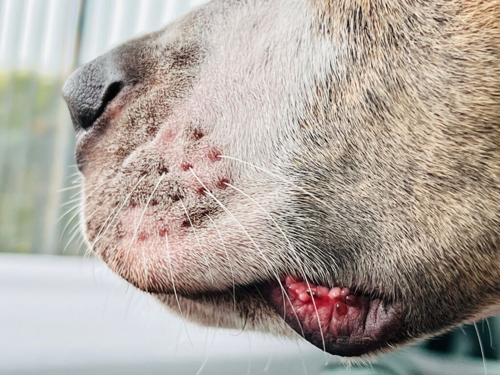 Best Food for Dogs With Severe Skin Allergies: Fix the Itch