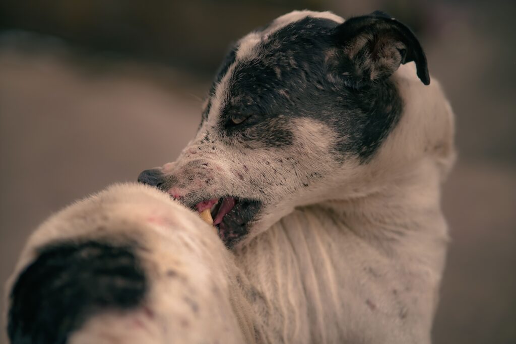 Best Food for Dogs With Severe Skin Allergies: Fix the Itch