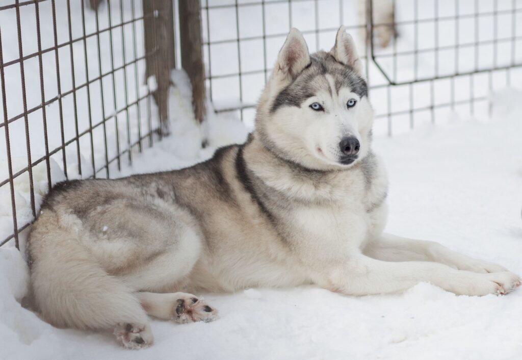 How to Keep an Outdoor Dog House Warm in Winter: 2026 Rules