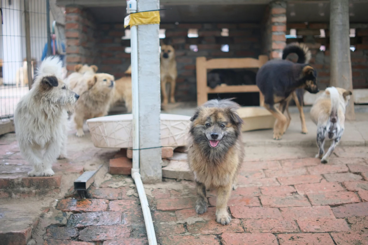 The Ultimate Pet Adoption Guide: Everything You Need to Check Before Bringing Your New Companion Home Adoption
