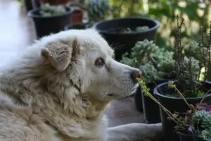 Dog Allergies Explained: The Complete Guide to Special Diets and Supplements That Actually Work dog allergies