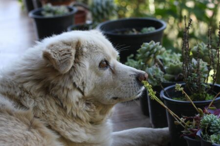 dog allergies