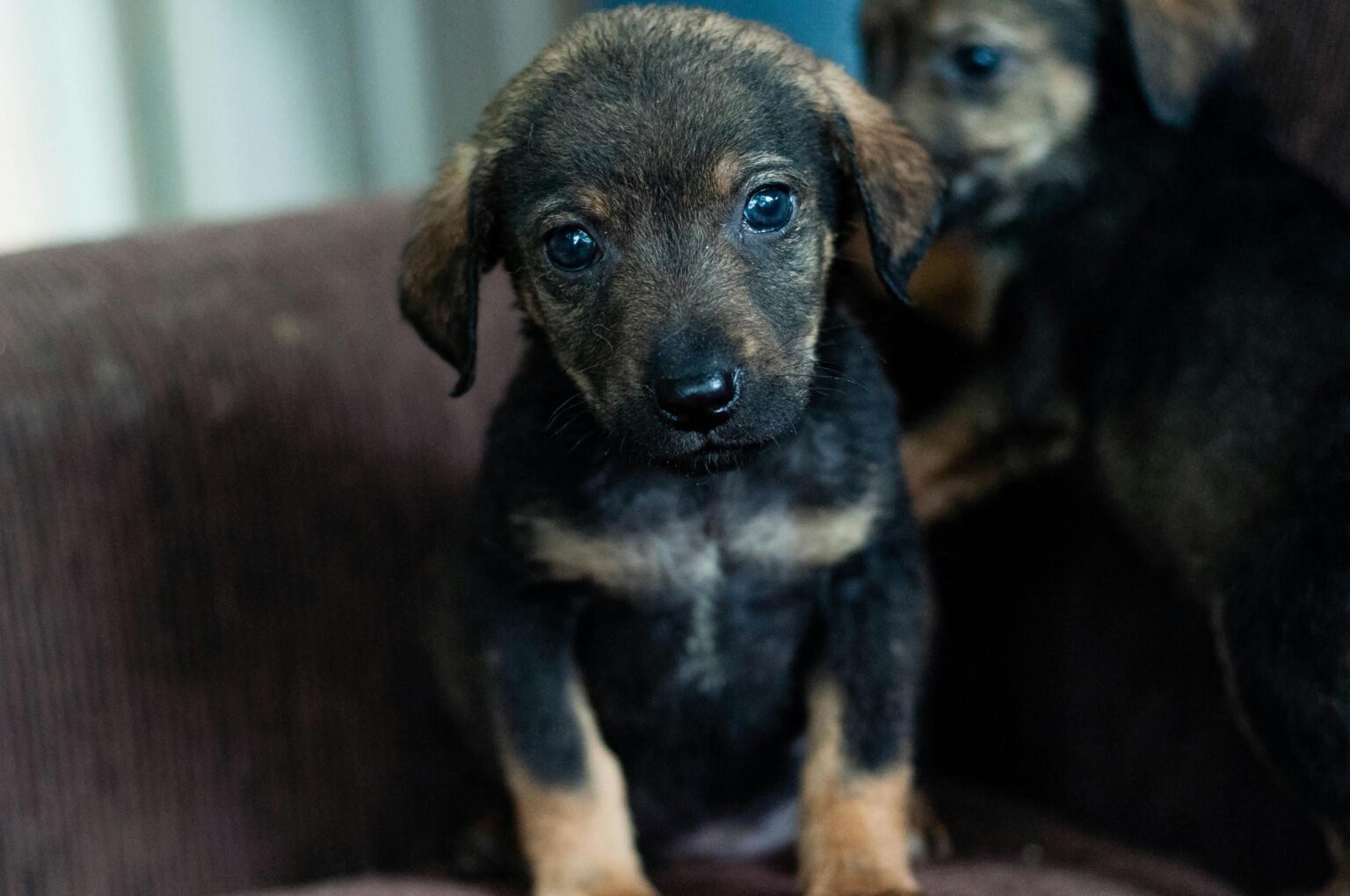 10 Dog Warning Signs That Scream”Emergency Vet Now!”(Before It’s Too Late) Vet