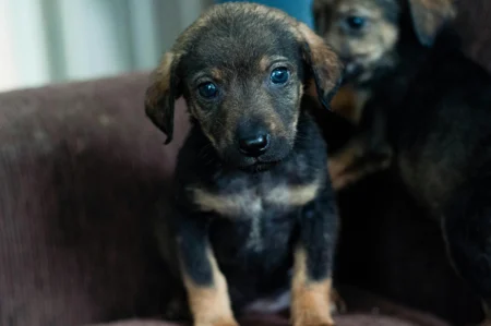 10 Dog Warning Signs That Scream”Emergency Vet Now!”(Before It’s Too Late) Vet