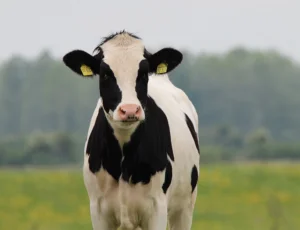 Cute Custom Halters for Miniature Cows: Style, Fit and Comfort Guide (2026)