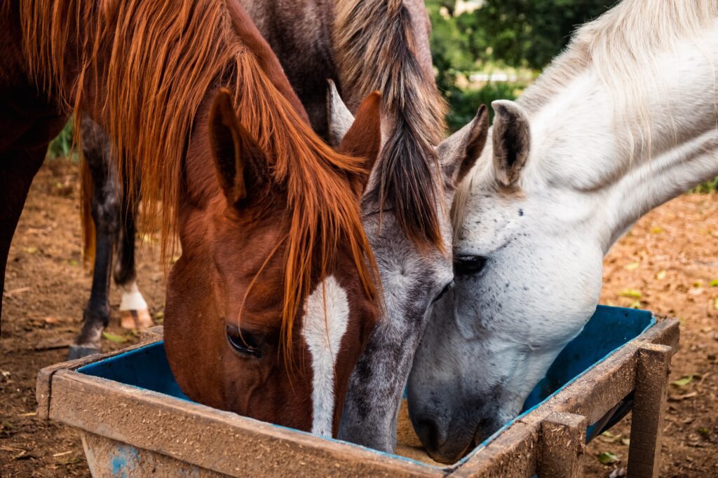 Low Starch Low Sugar Horse Feed for Laminitis: Feed Guide