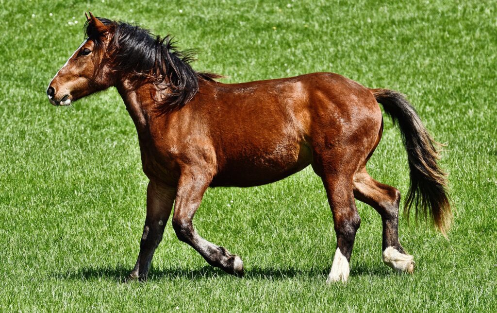 How to Stop a Horse From Rubbing Its Tail and Boost Growth