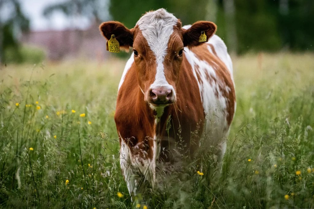 Are Cows Good Pets for a Small Farm? Best Miniature Breeds, Costs and Care