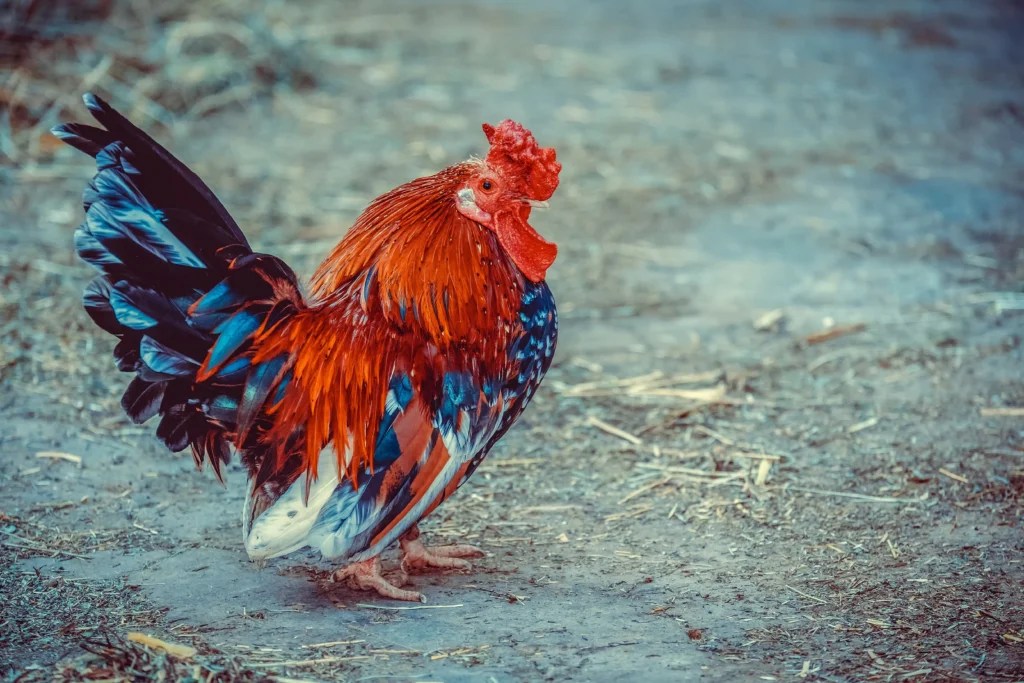 How to Check Backyard Chickens for Early Signs of Illness: 2026 Guide