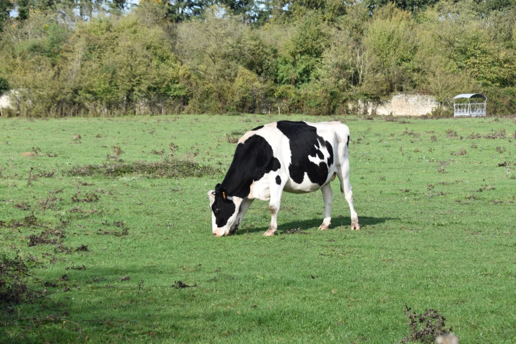 How to Train a Pet Cow to Lead: A Step-by-Step Companion Guide