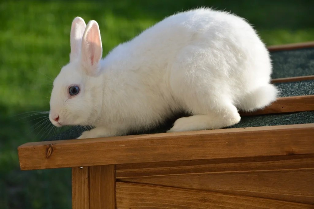 How to Make Healthy Homemade Treats for Rabbits: Easy Recipes and Safety Guide (2026)