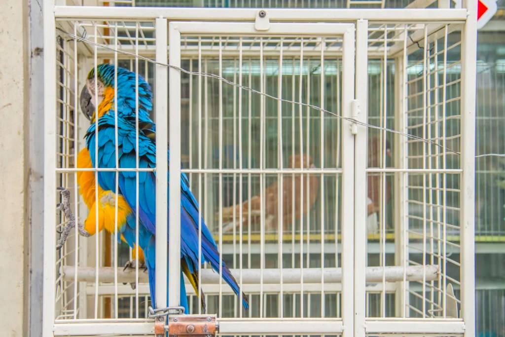 How to Set Up a Bird Cage Step by Step (Safety Checklist)