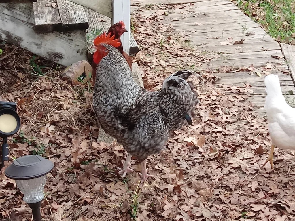 Which Chicken Breeds Lay the Most Eggs Per Year?
