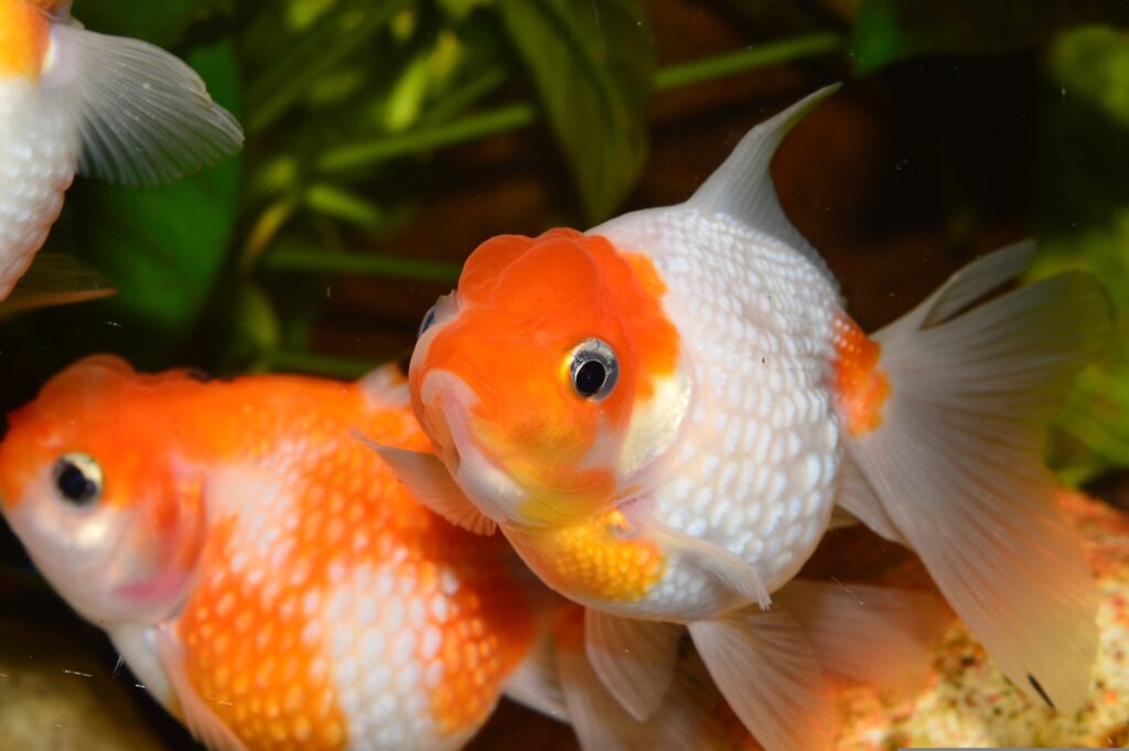 How to Keep Your Pet Fish Healthy and Happy