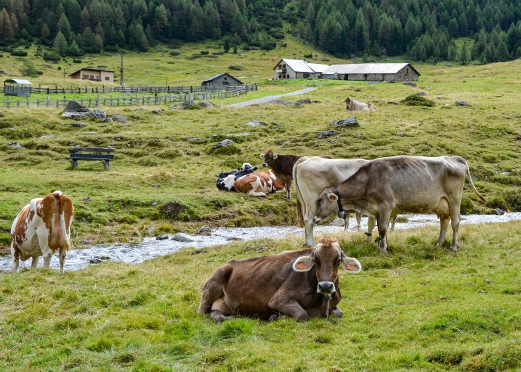 How to Raise Farm Animals on a Small Scale: Easy Homesteading Guide for Beginners (2026)