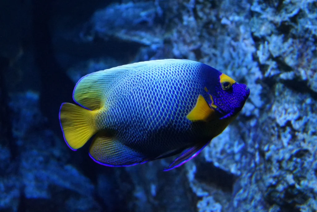 Symptoms of Poor Water Quality in Fish Tanks: Warning Signs, Causes and What to Check in 2026