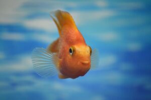 White Spots on Fish Tank Mates Treatment: The Ultimate Guide White Spots on Fish Tank Mates Treatment: The Ultimate Guide