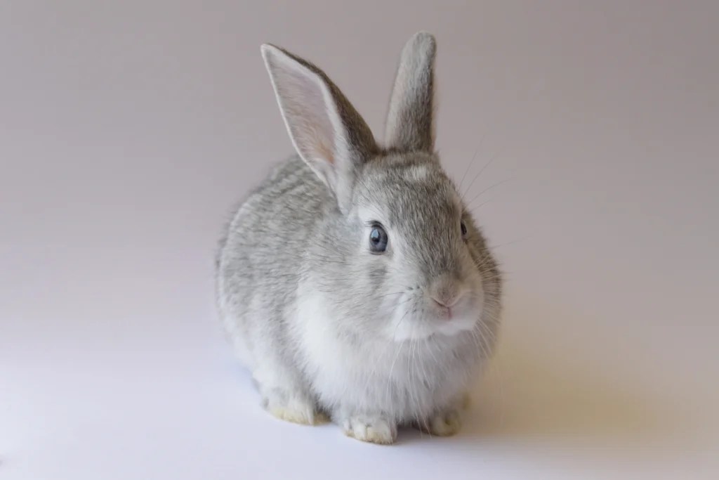 How to Litter Train an Indoor Rabbit Step by Step: 2026 Guide