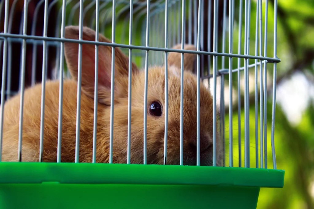How to Build an Indoor Rabbit Cage Cheap: Easy DIY Setup and Safety Checklist