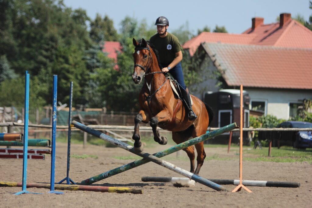 Show Jumping Gymnastics Exercises for Horses (Stop Rushing!)