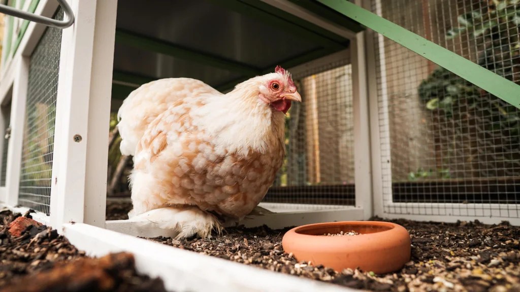How to Choose the Best Feed for Laying Hens: Complete 2026 Guide