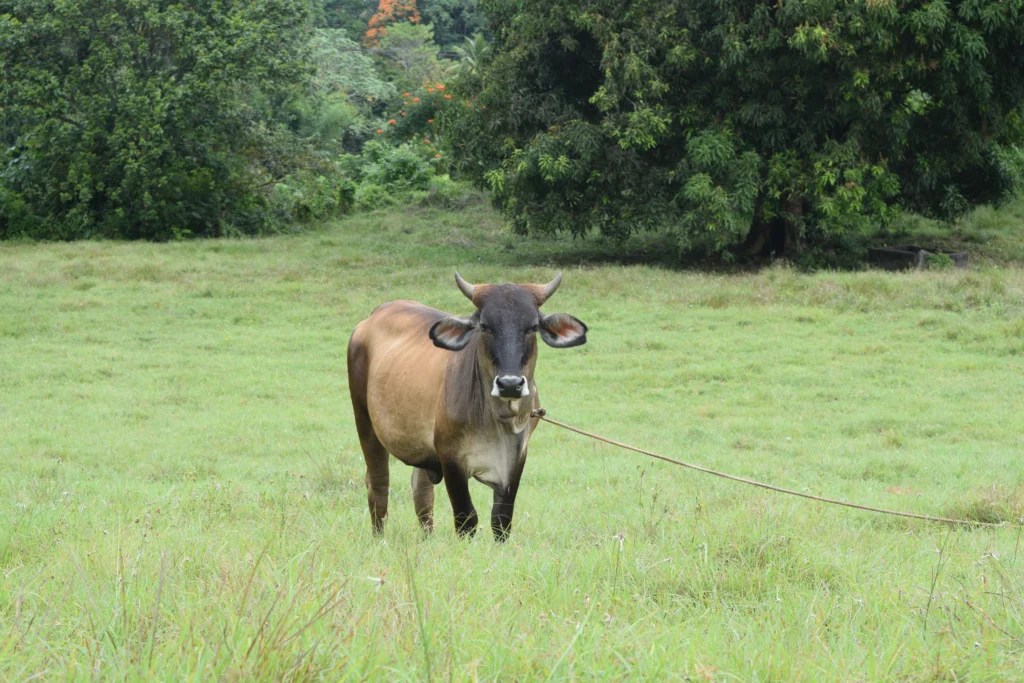 How to Build a Shelter for a Pet Cow: Easy and Cheap DIY Guide (2026)
