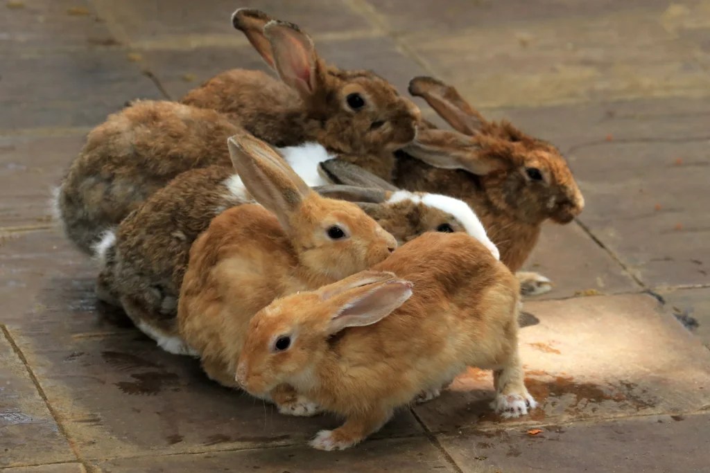 How to Introduce a Rabbit to a Dog Safely: A Step-by-Step 2026 Guide
