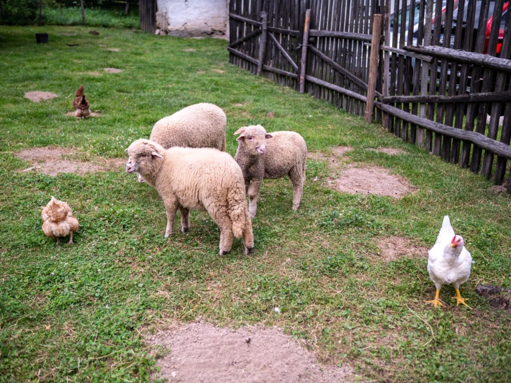 How to Raise Farm Animals on a Small Scale: Easy Homesteading Guide for Beginners (2026)