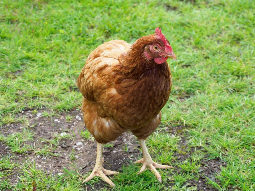 Which Chicken Breeds Lay the Most Eggs Per Year?