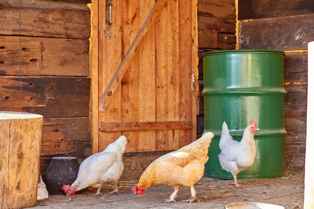 How to Choose the Best Feed for Laying Hens: Complete 2026 Guide