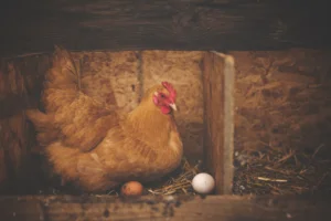 How to Feed Chickens for Maximum Egg Production: Complete 2026 Guide How to Feed Chickens for Maximum Egg Production: Complete 2026 Guide
