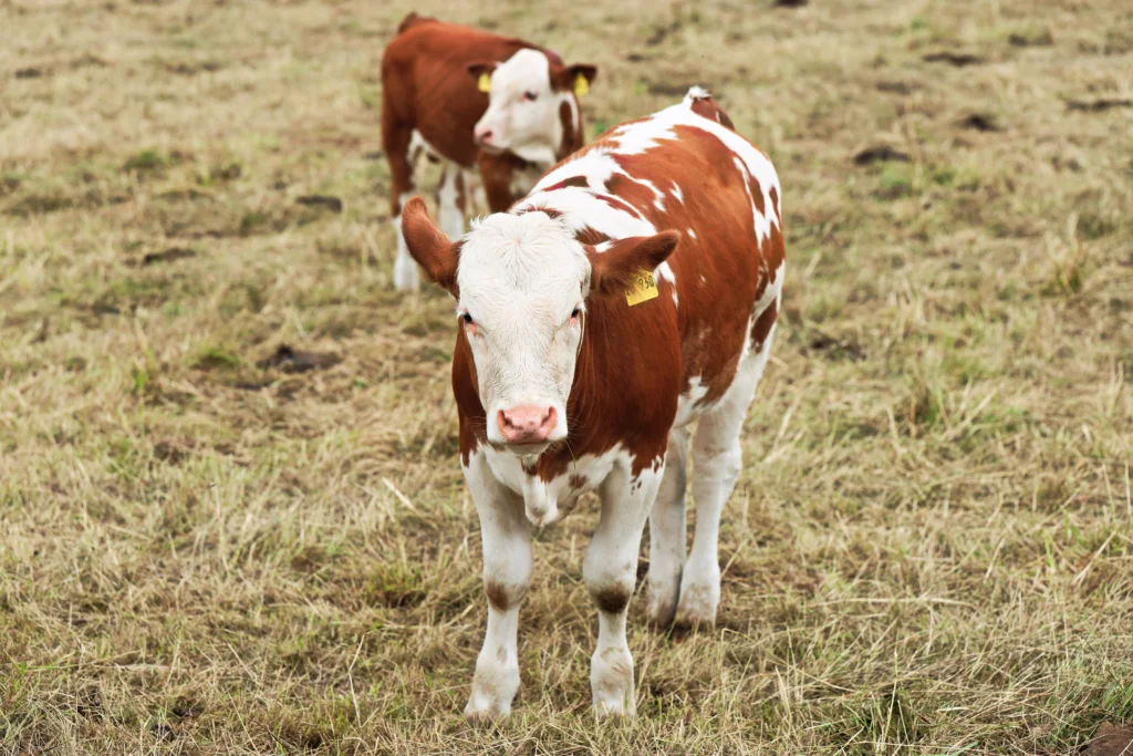 How to Train a Pet Cow to Lead: A Step-by-Step Companion Guide