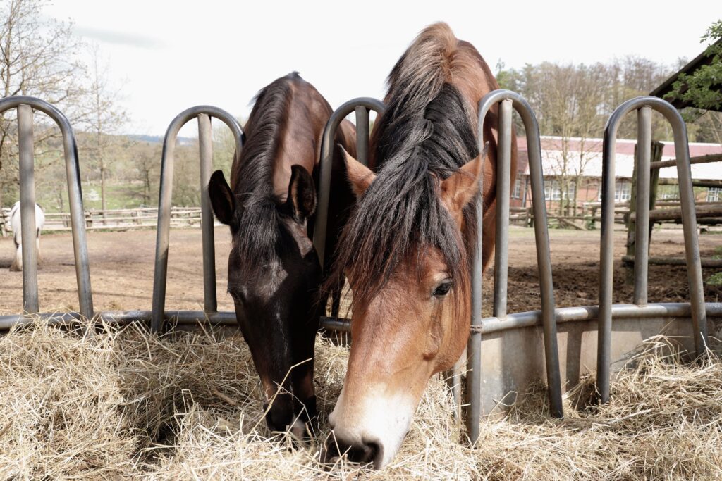 Low Starch Low Sugar Horse Feed for Laminitis: Feed Guide