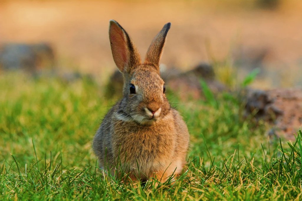 How to Litter Train an Indoor Rabbit Step by Step: 2026 Guide