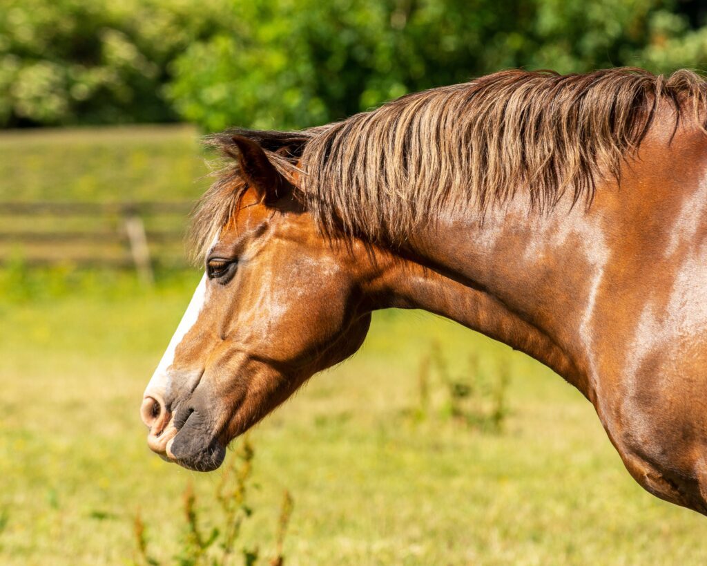 How to Treat a Horse with Skin Allergies: Soothing Tips