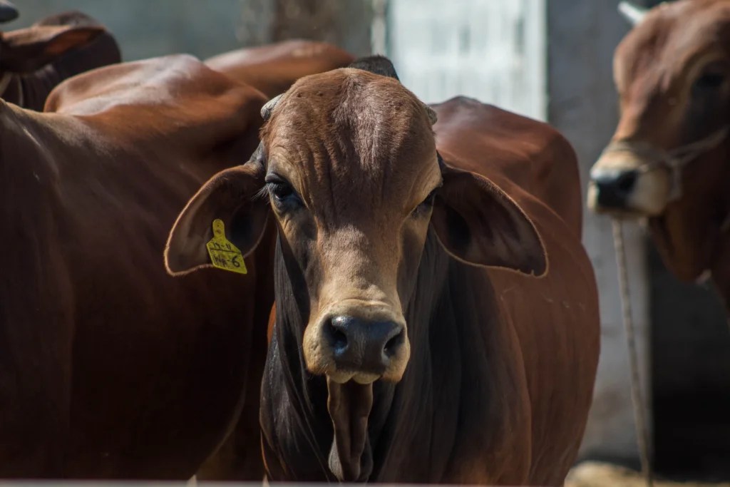 Are Cows Good Pets for a Small Farm? Best Miniature Breeds, Costs and Care