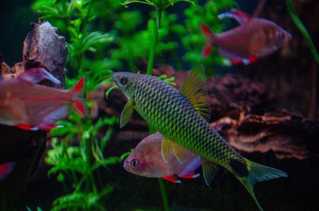 White Spots on Fish Tank Mates Treatment: The Ultimate Guide