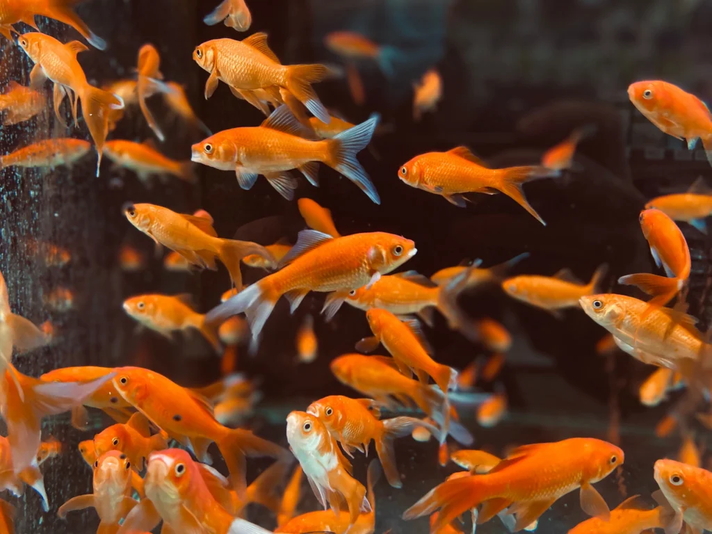 Best Food for Tropical Fish: A Comprehensive Guide to Flakes, Pellets, Wafers and Frozen Foods