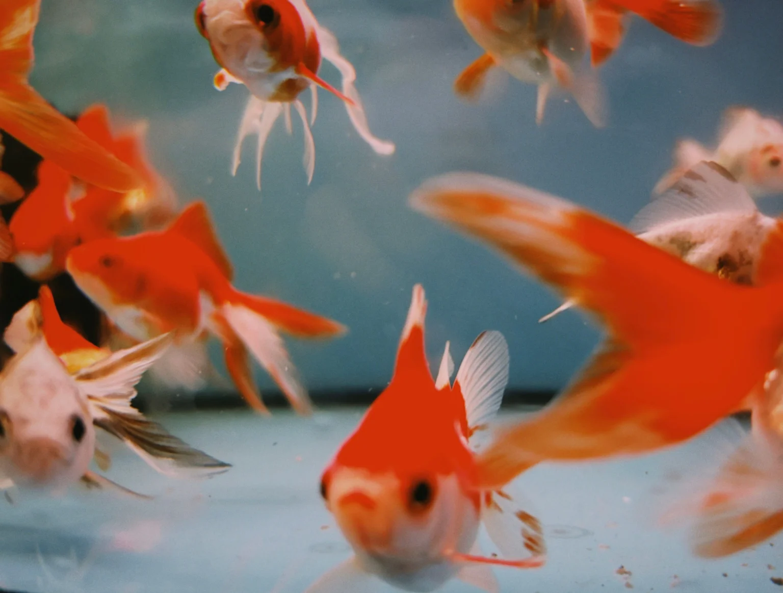 Symptoms of Poor Water Quality in Fish Tanks: Warning Signs, Causes and What to Check in 2026 Symptoms of Poor Water Quality in Fish Tanks: Warning Signs, Causes and What to Check in 2026