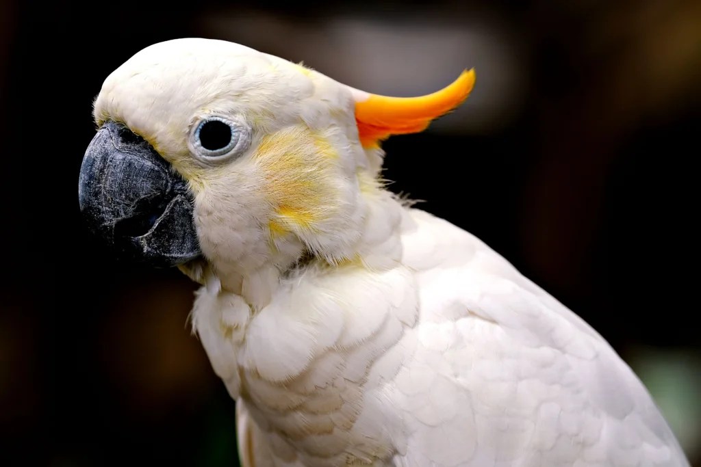 How to Teach a Bird to Talk Step by Step: A Practical 2026 Training Guide