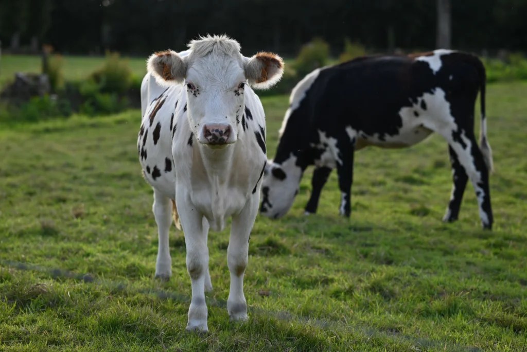 How to Build a Shelter for a Pet Cow: Easy and Cheap DIY Guide (2026)
