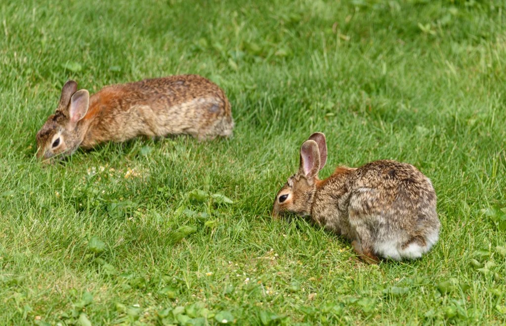 How to Introduce a Rabbit to a Dog Safely: A Step-by-Step 2026 Guide