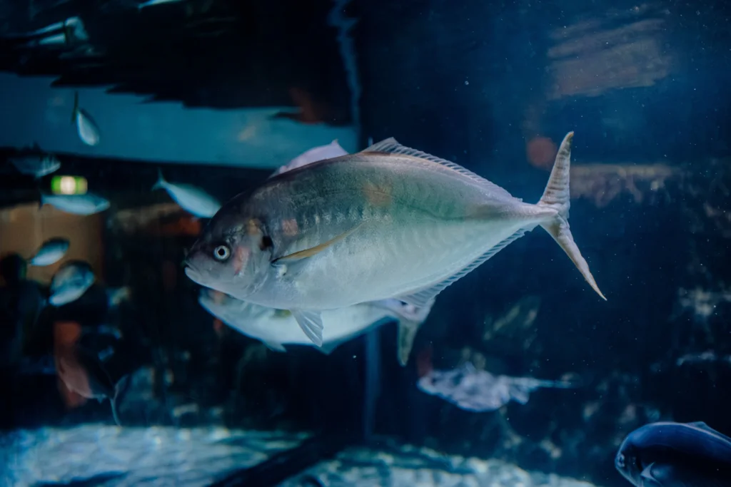 Best Food for Tropical Fish: A Comprehensive Guide to Flakes, Pellets, Wafers and Frozen Foods