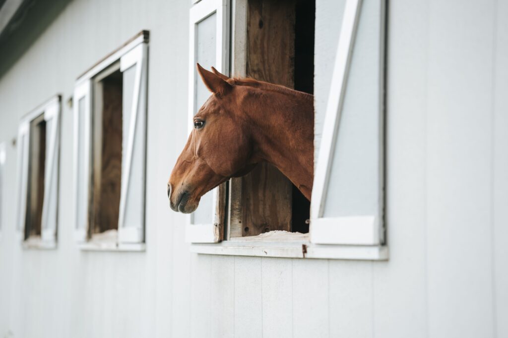 What to Look for in a Horse Boarding Facility (And Training)