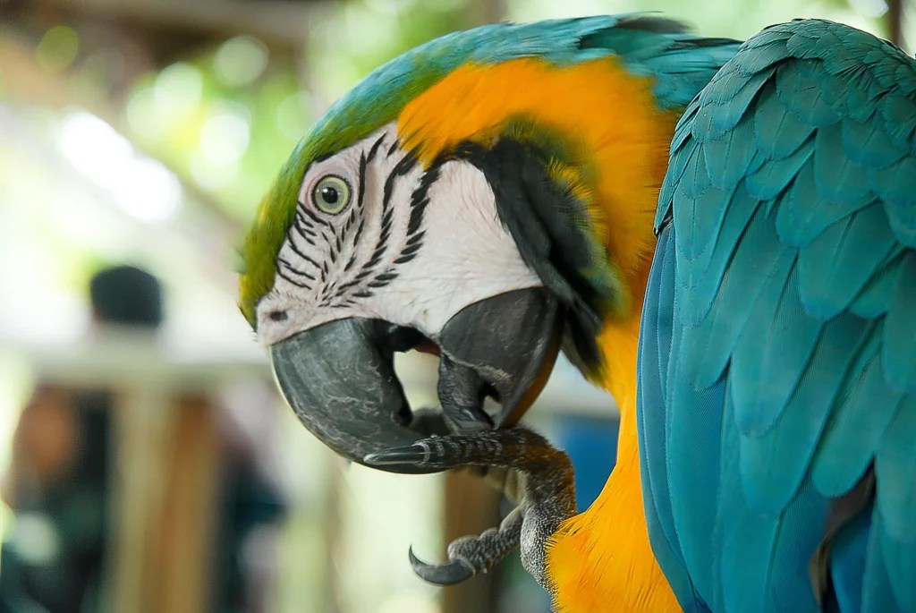 How to Groom a Pet Bird at Home Safely: 2026 Guide