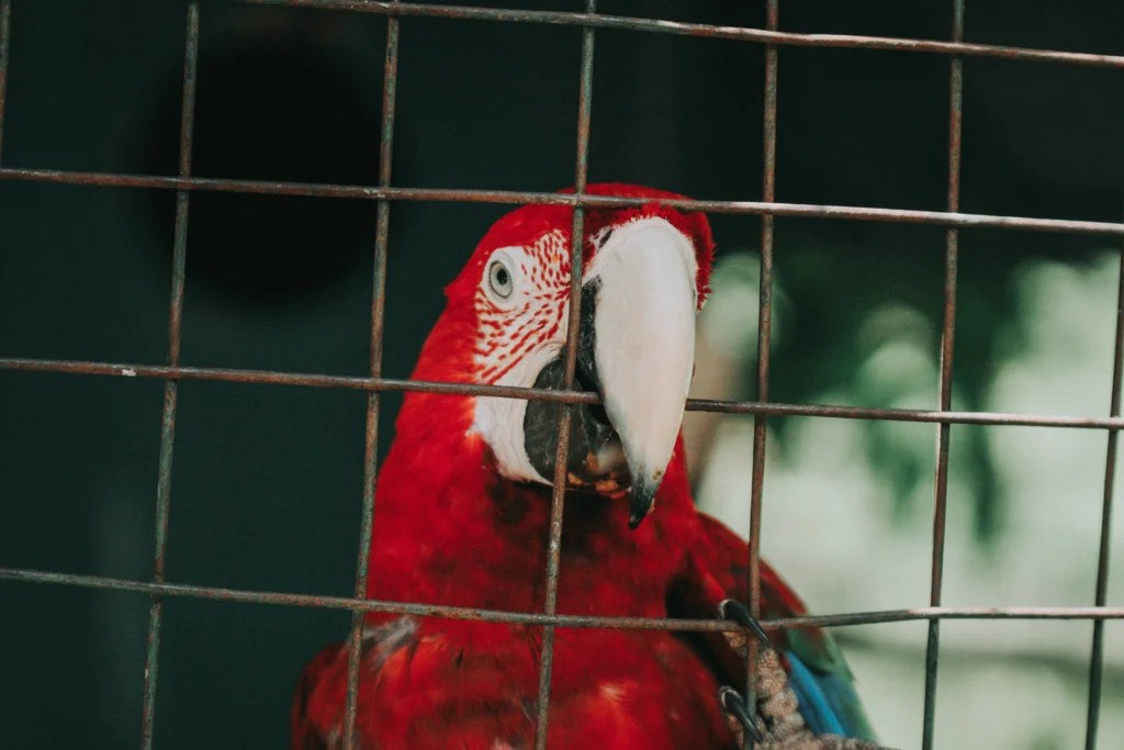 How to Set Up a Bird Cage Step by Step (Safety Checklist)